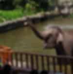 Singapore Zoo and Night Safari with Shared Transfers